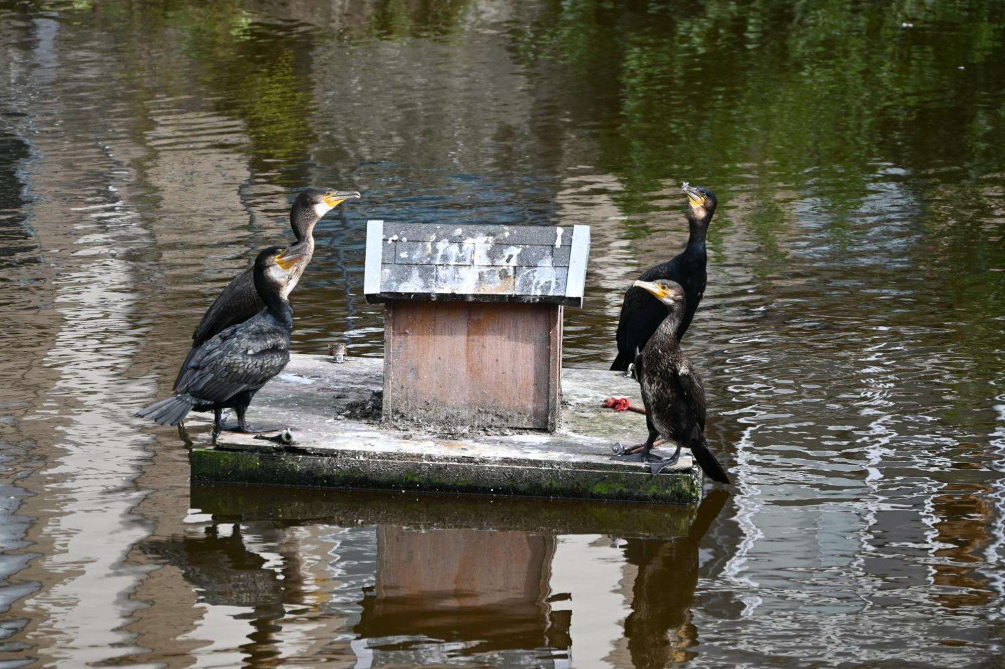 Jardin Madeleine Apartman Morlaix Kültér fotó